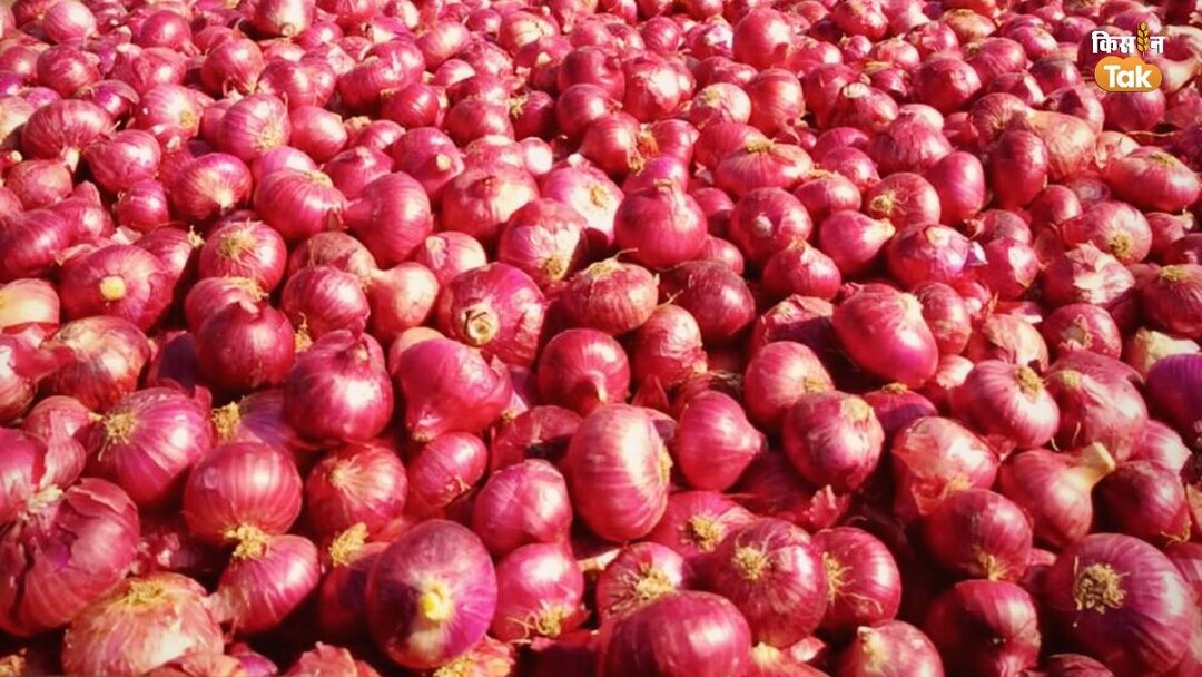 onion price 1