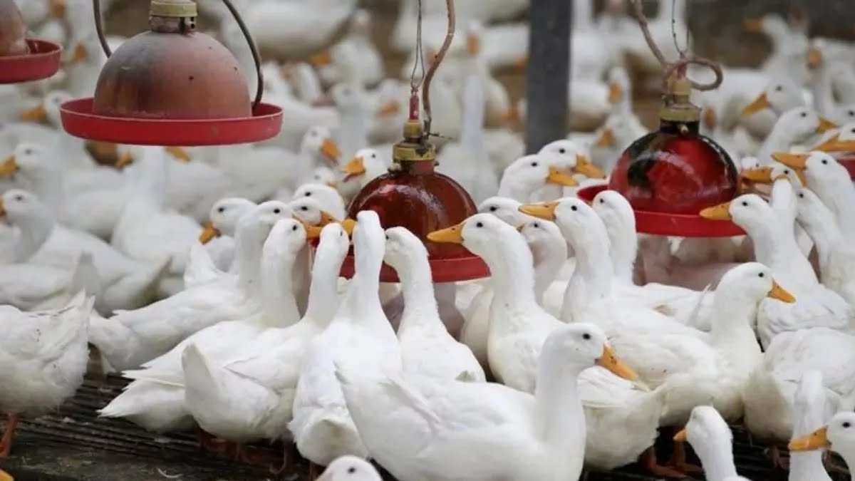 18 04 2024 bird flu in kerala 23699367