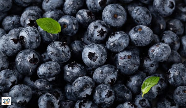 6-amazing-benefits-of-blackberries-will-be-surprised