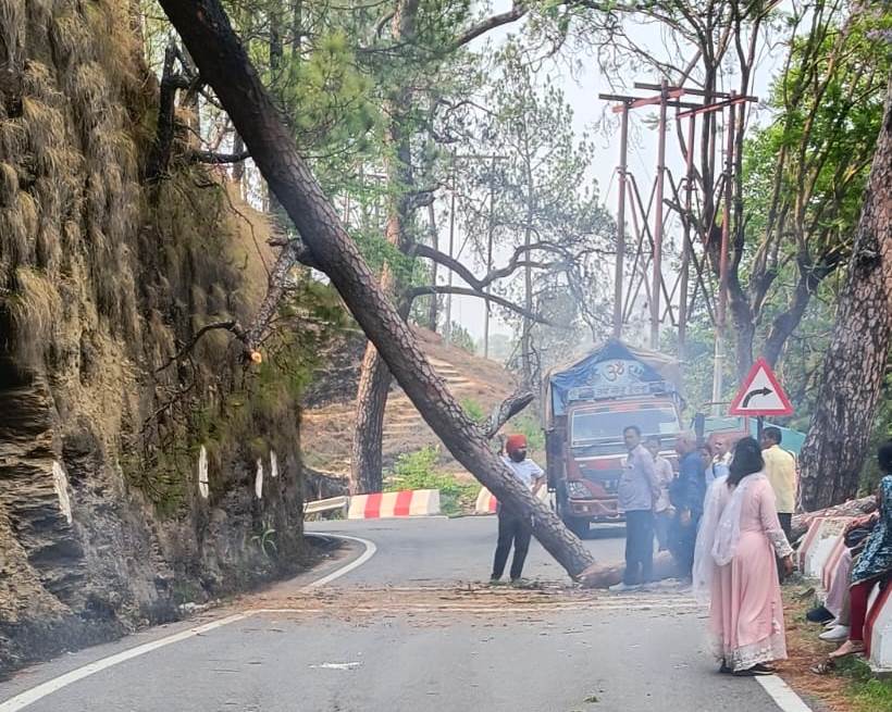 A tree fell on the road near Mahatgaon Bari in Hawalbagh