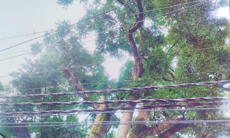 Sai Colony residents get scared as soon as light breeze blows, demand to remove dilapidated trees in public interest