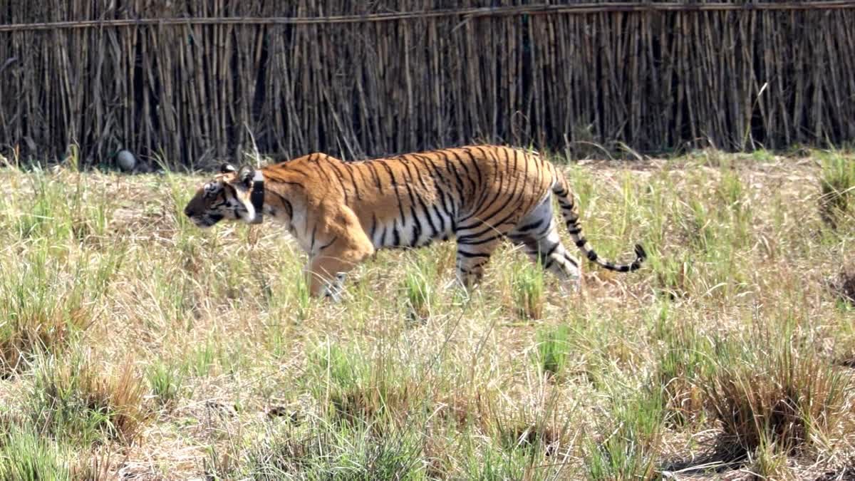 A tiger attacked a woman cutting grass in a field in Almora, seriously injured