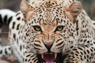 When a leopard attacked a woman, the dog showed loyalty, he himself got bloodied, the woman's life was saved