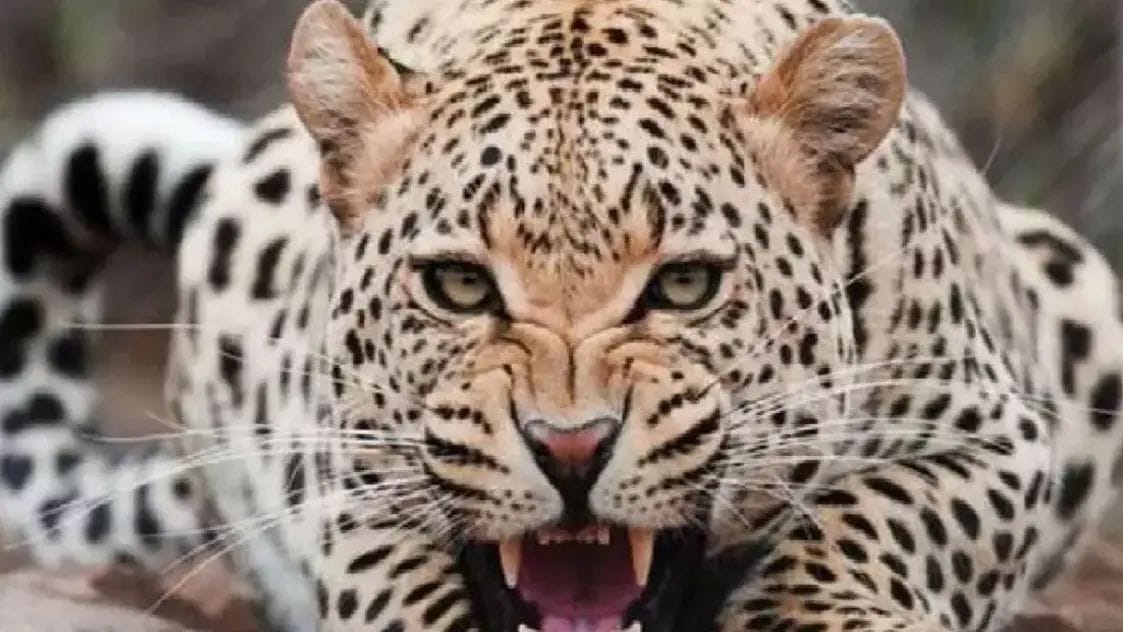 When a leopard attacked a woman, the dog showed loyalty, he himself got bloodied, the woman's life was saved