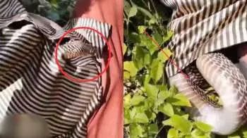 A snake entered the shirt of a man resting in the shade under a tree, you will be shocked to see the video