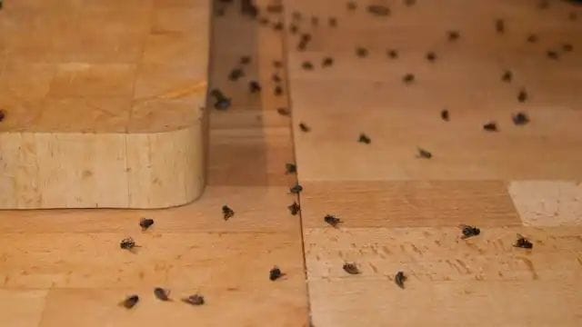 If you see flies in your house after the rain, then do this remedy, they will run away in minutes