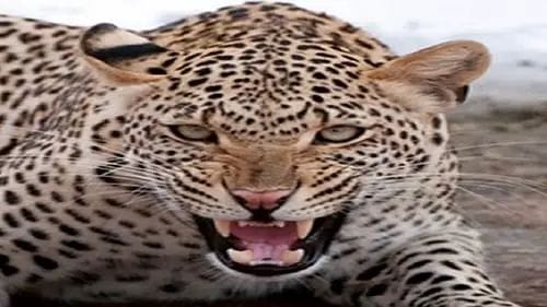 A 17-year-old boy returning from playing cricket in Devprayag was killed by a leopard, his mutilated body was found