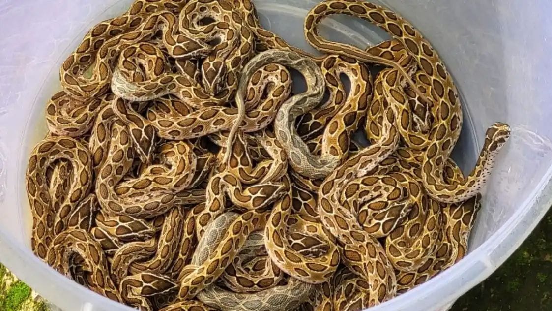 The largest stock of poisonous snakes found here in Uttarakhand, an atmosphere of panic