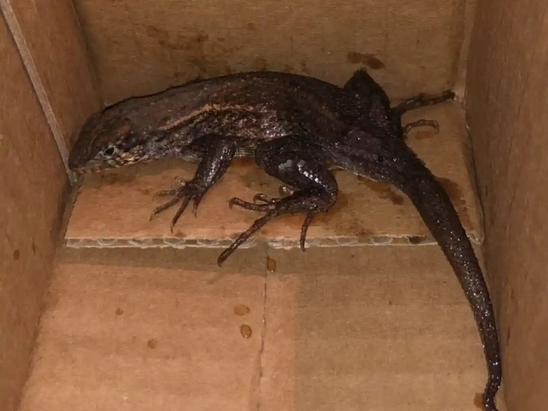 Woman ordered air fryer from Amazon, but found a live lizard in the parcel