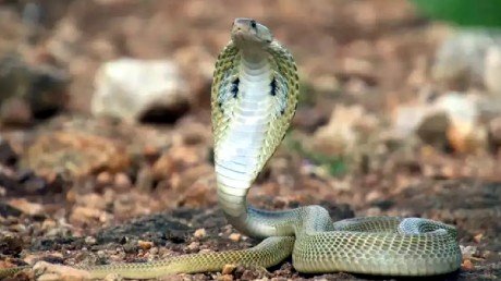 A young man was bitten by a poisonous snake, died during treatment in the hospital