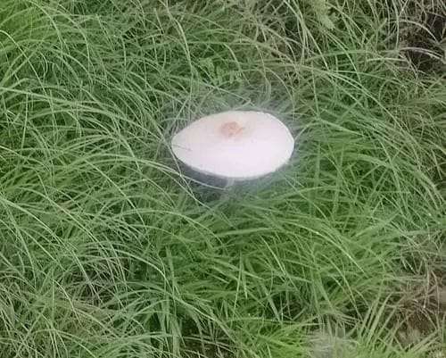 Two women's health deteriorated after eating wild mushrooms, one died