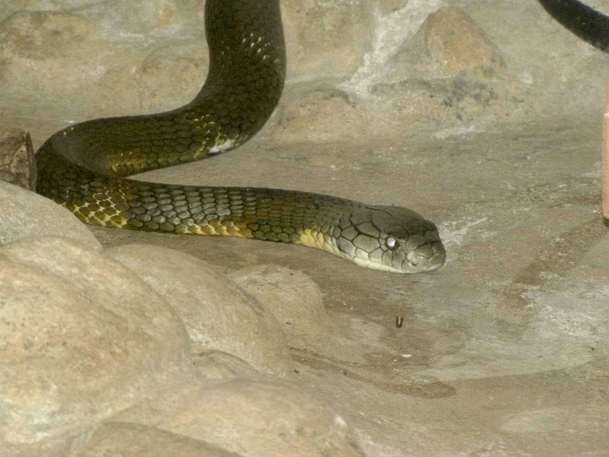 16-year-old girl dies after being bitten by a cobra snake, family members shocked