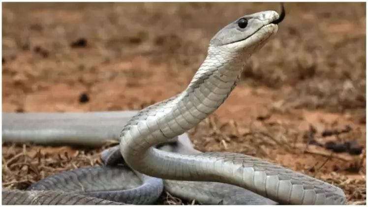 A snake bit the ear of a young man sleeping in the room, then something similar happened after 12 hours