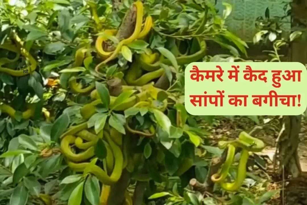 Have you ever seen a snake garden? The video is going viral, snakes are everywhere