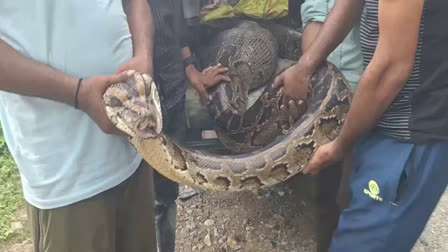 A giant python swallowed a deer, the forest department rescued it