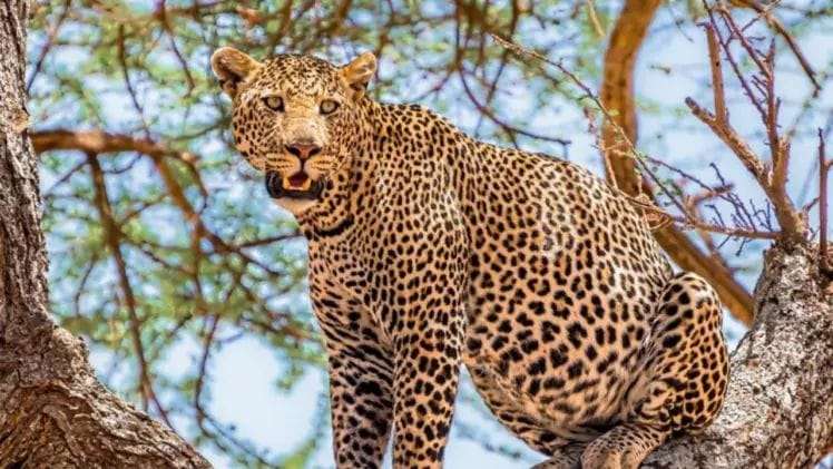 The innocent child had come to his grandmother's house on Rakshabandhan, a leopard took him away while he was playing in the courtyard of the house