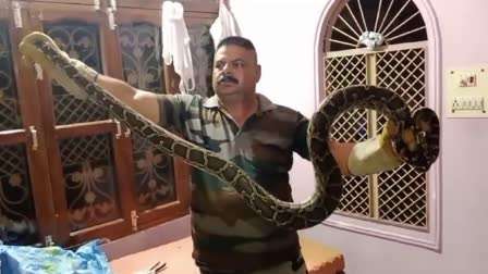 A giant python entered the house, the forest department barely rescued it