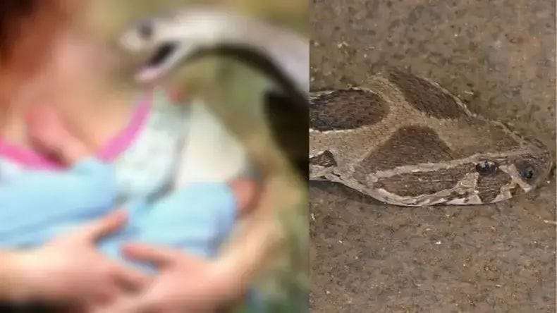 Woman breastfed a snake, doctors said this happened for the first time in history