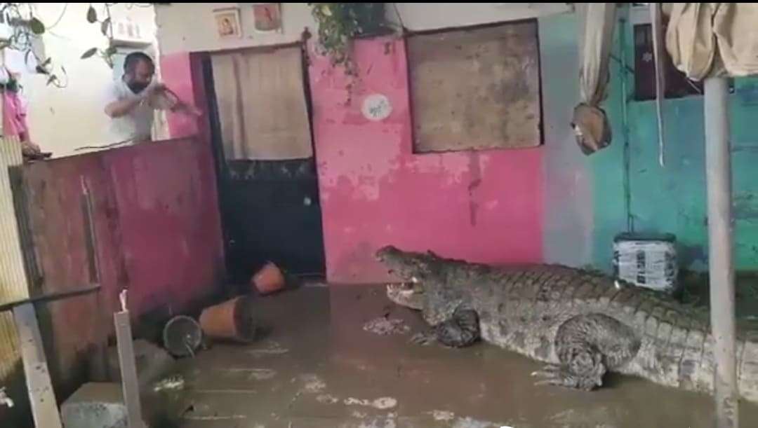 There was so much water due to flood in Gujarat that a crocodile entered the house with the water, users got scared after watching the video