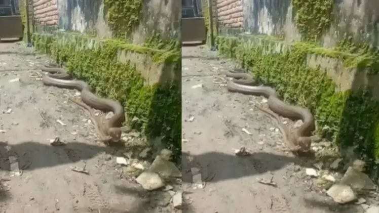 Python hunted two king cobras together, people made a video, it went viral on social media