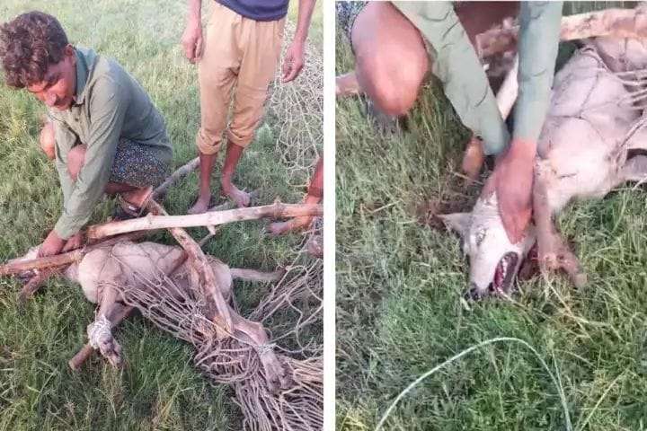 Fifth man-eating wolf caught in Bahraich, forest department team did wonders, search for more is still on