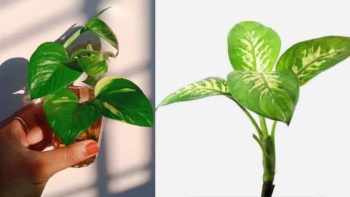 If you also want to plant a money plant in your house, then follow these 10 tricks, know the rules for planting it in the house