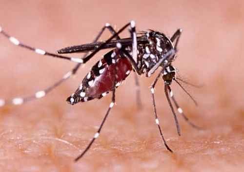 Dengue cases are continuously increasing in Uttarakhand, most patients found in Pauri district