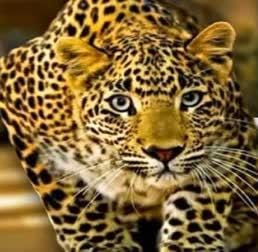 Leopard attacked a child, District Magistrate declared holiday in schools