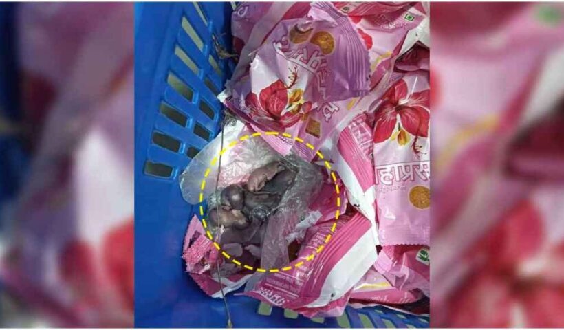 Rats found in Siddhivinayak temple prasad? What is the truth? Statement of temple trust comes out