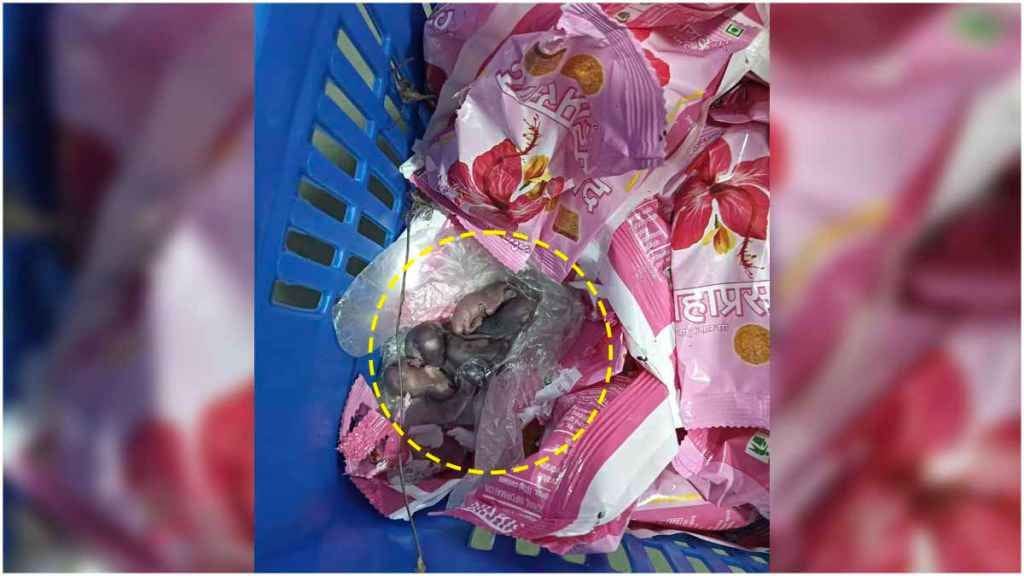 Rats found in Siddhivinayak temple prasad? What is the truth? Statement of temple trust comes out