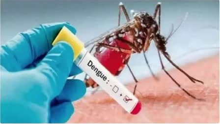 Dengue is spreading continuously, CMO gave instructions, this is how to protect yourself