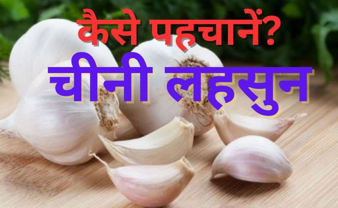 You should not be eating Chinese garlic, it is harmful for health, this is how to identify it