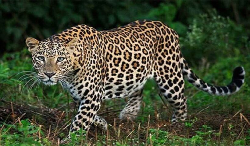 Leopard terrorised, grabbed child's neck, blood soaked body found in bushes, people panicked