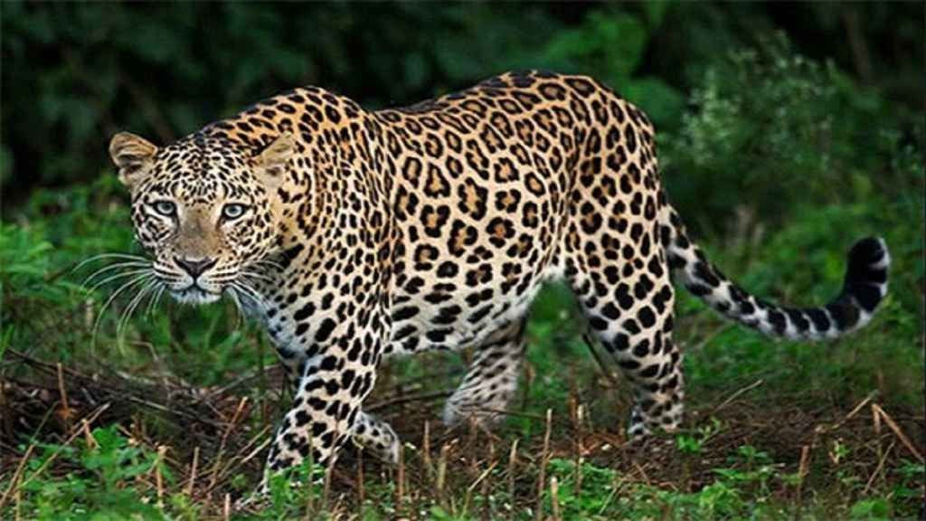 Leopard terrorised, grabbed child's neck, blood soaked body found in bushes, people panicked