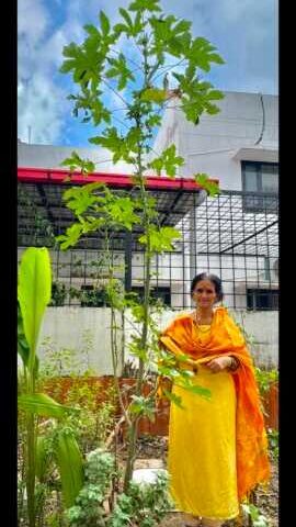 dehraduns-sushila-grows-11-feet-tall-ladys-finger-plant-in-her-kitchen-garden