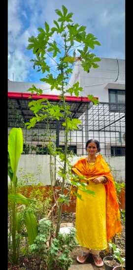 dehraduns-sushila-grows-11-feet-tall-ladys-finger-plant-in-her-kitchen-garden