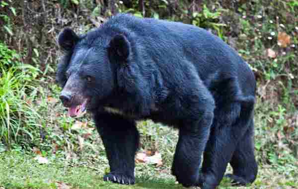 here a bear attacked a young man and seriously injured him he died during treatment