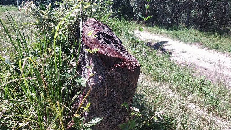 More than a dozen green oak trees were sawed in the forest near GIC Govindpur in Almora