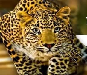 Alert! Leopard creates great terror in Almora, attacks and injures many people