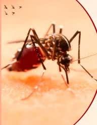 Dengue is spreading in the district, health department became alert after the death of a woman