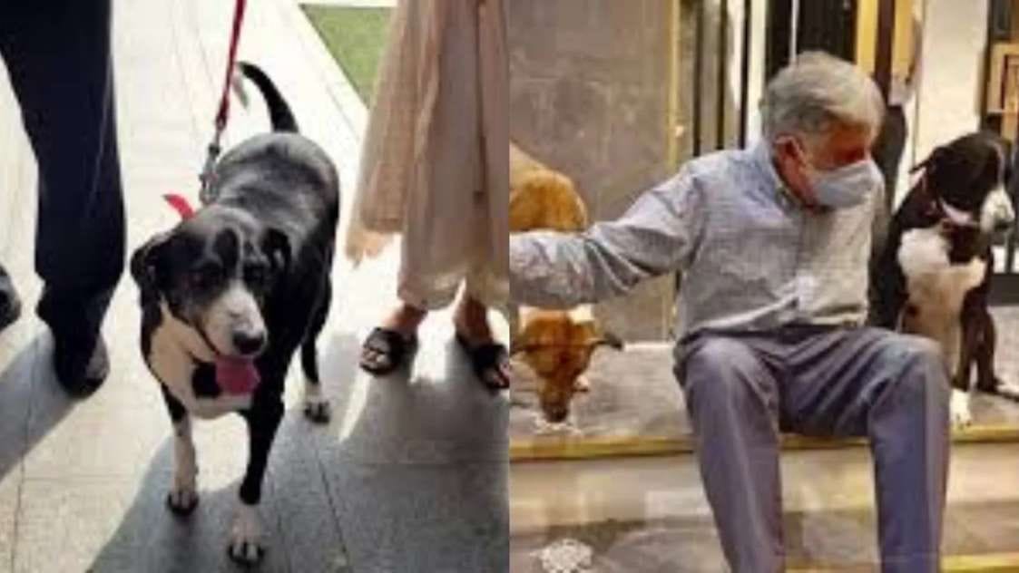 After Ratan Tata's death, his pet dog also died, know the truth