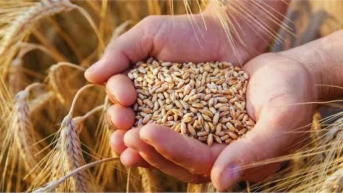 Modi government gave a big gift to farmers on Diwali, decided to increase MSP on many crops including wheat and mustard