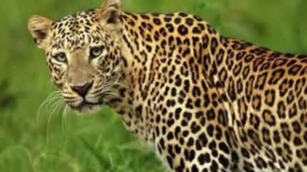 Leopard terror: Took away the child from the stairs of the house, admitted to hospital in critical condition