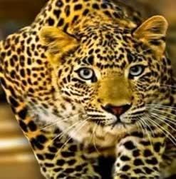 Leopard terror is increasing, a teenager was killed and people are angry