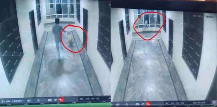 A man fell from the third floor while playing with his pet dog and died in a few seconds, watch this video