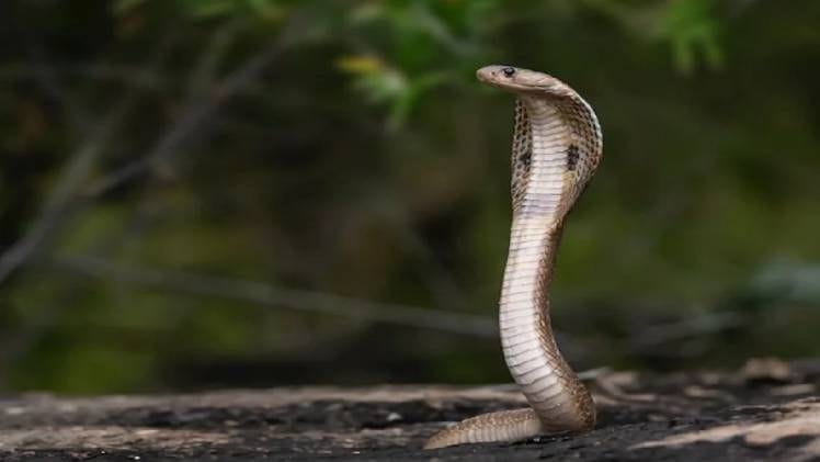 In Hapur, a serpent took its revenge by making five people of the same family its victims, two children including a woman died