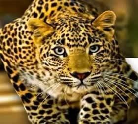 A leopard attacked a woman cutting grass, saved her life in this way, admitted in hospital