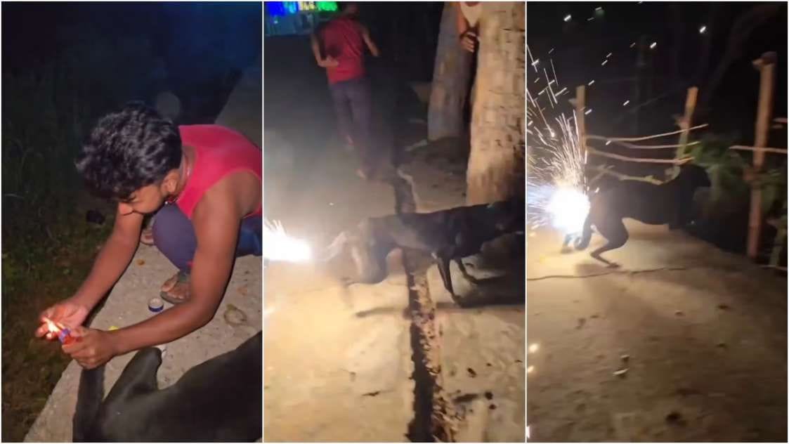 Shameful: Cruelty to mute animals on Diwali, dog was made to run with a firecracker tied to its tail, people got angry after watching the video, watch