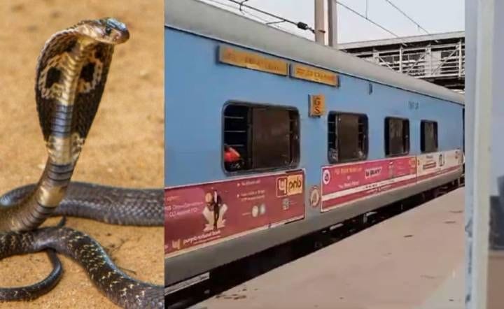 A snake bites a passenger in a moving train, there is a stampede in the bogie, know the whole story