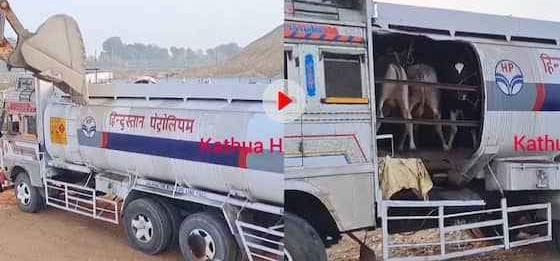 Cow smugglers used such a trick for smuggling that everyone was shocked to see it